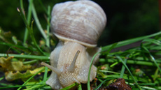 Weinbergschnecke_ (4).jpg